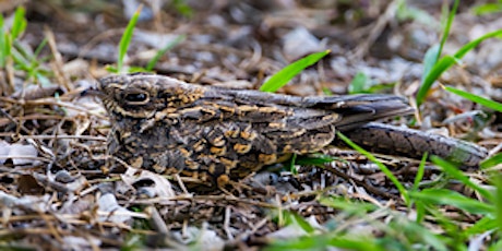 Evening Walk: Nightjars and Glow worms (DZC2986)