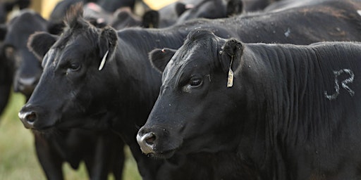 Primaire afbeelding van Beef Cattle Production Tour