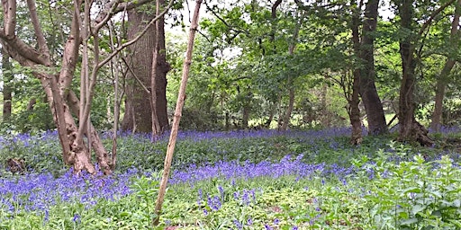 Spelthorne Green Spaces Forum primary image