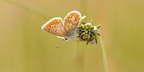 Walk: Butterflies in Bonny Wood.(DZC2986) primary image