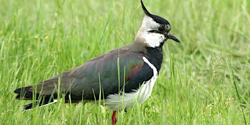 Primaire afbeelding van Blacka Moor Bird Walk