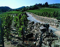 Primaire afbeelding van Wines of the Rhone Valley