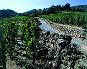 Wines of the Rhone Valley