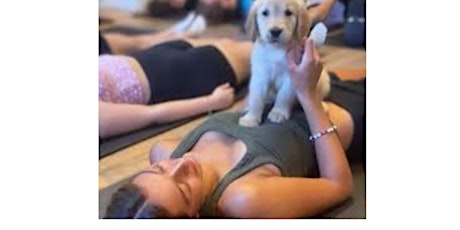 PUPPY YOGA TO BENEFIT PAWSAFE RESCUE primary image
