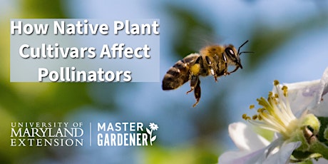 How Native Plant Cultivars Affect Pollinators