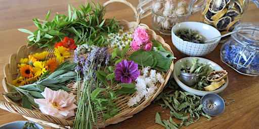 Immagine principale di Atelier création de tisane personnalisée aux plantes médicinales 