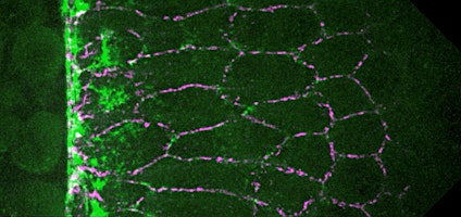 Morphodynamics of Living Systems primary image