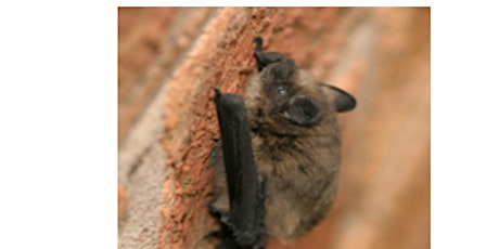 Evening bat walk near river in Heaton Mersey