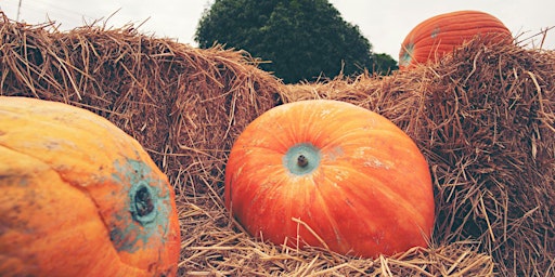 Primaire afbeelding van HOW TO GROW A GIANT PUMPKIN