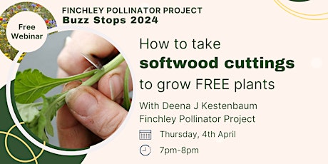 How to take softwood cuttings to make free plants