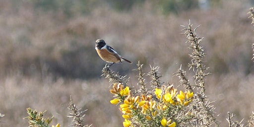 Immagine principale di Birdsong on Broxhead 
