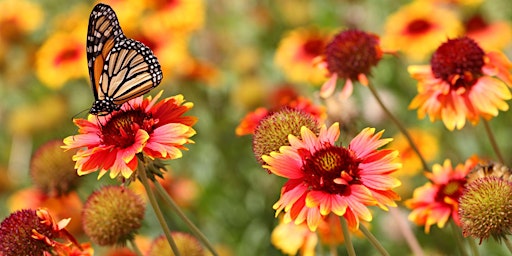 Hauptbild für Inner Bloom- Connect to your Divine Feminine