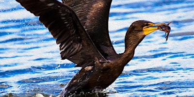 Hauptbild für Van Excursion: Overnight field trip to Gainesville birding hot spots