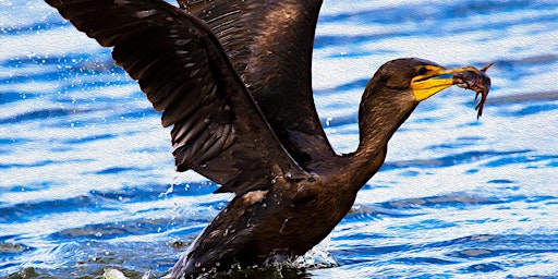 Imagem principal do evento Van Excursion: Overnight field trip to Gainesville birding hot spots