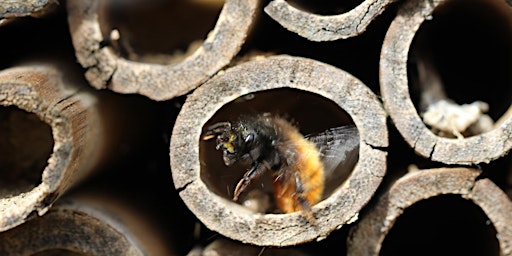 Hauptbild für Nene Wetlands- Build a solitary bee hotel