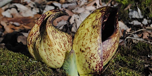 Skunk Cabbage and Bryophytes of Alley Pond Park primary image
