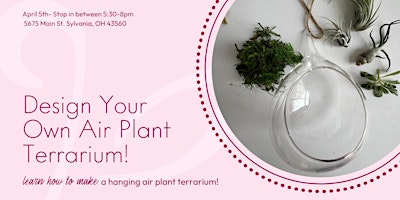 Image principale de Design Your Own Air Plant Terrarium!