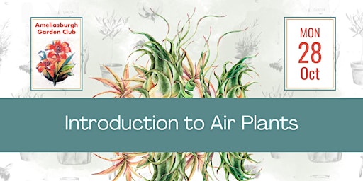 Imagen principal de Intro to Air Plants