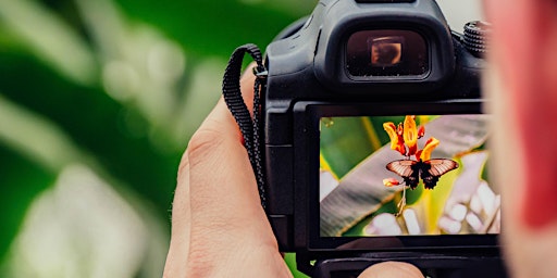 Imagen principal de Butterfly and Moth Photography Workshop with Judy Gallagher