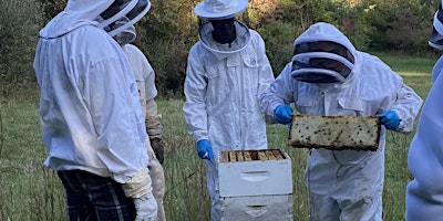 Imagem principal do evento Beekeeping Series: Getting Ready for Summer