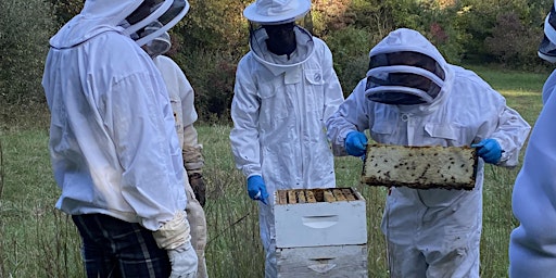 Primaire afbeelding van Beekeeping Series: Getting Ready for Summer