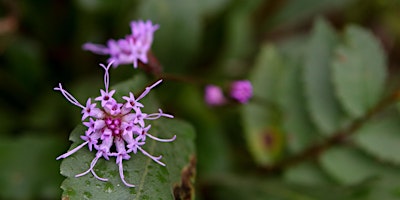 Earth Day Wildflower Walk - Weaver Cave Preserve primary image