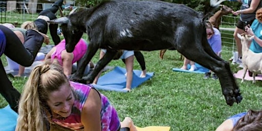 Imagen principal de Goat Yoga at Serenity Valley Winery - Fulton, MO