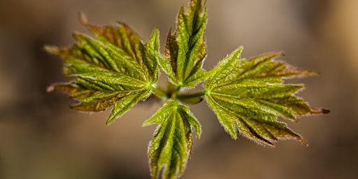 Photography Workshop: Textures of Coal Creek primary image