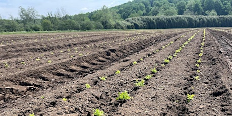 Preparing for Planting Medicinal Herbs