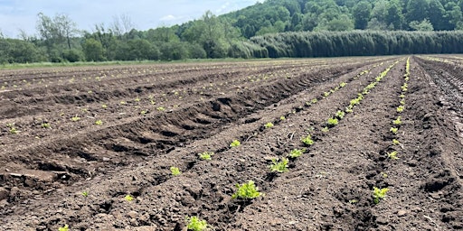 Imagen principal de Preparing for Planting Medicinal Herbs