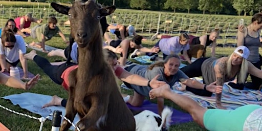 Imagem principal do evento Goat Yoga at 311 Wine House and Beer Garden - St. Peters, MO
