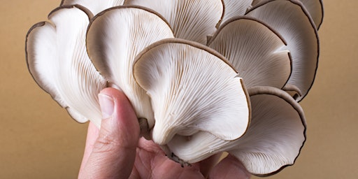 How to Grow Oyster Mushrooms  – In-Person Class  primärbild