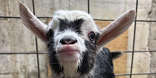 Goat Kid Cuddling & Farm Tour primary image