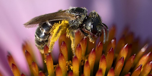 Imagem principal de Bee Dazzled by Bees