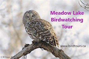 Primaire afbeelding van Meadow Lake Park Birdwatching Tour