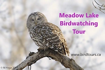 Meadow Lake Park Birdwatching Tour primary image