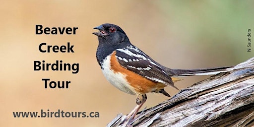 Image principale de Beaver Creek Birding and Hiking Tour