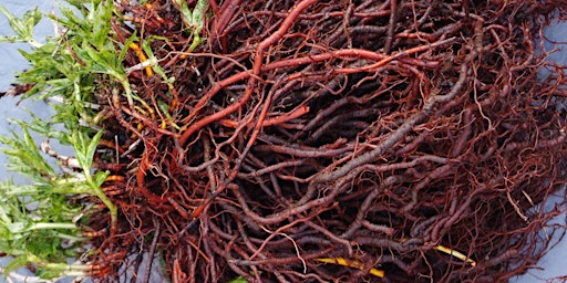 Imagen principal de Madder Root: Harvest & Dye