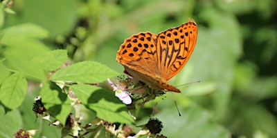 Norwich NWT Group Guided Butterfly Walk