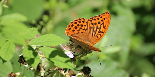 Primaire afbeelding van Norwich NWT Group Guided Butterfly Walk