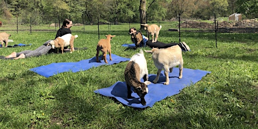 Strawberry Moon Goat Yoga