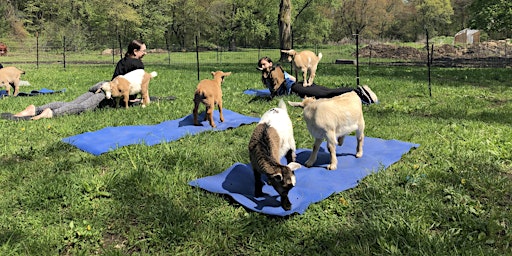 Buck Moon Goat Yoga primary image