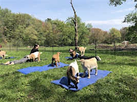 Sturgeon Moon Goat Yoga