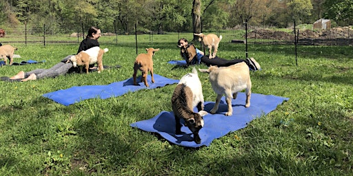 Corn Moon Goat Yoga