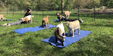 Hunters Moon Goat Yoga