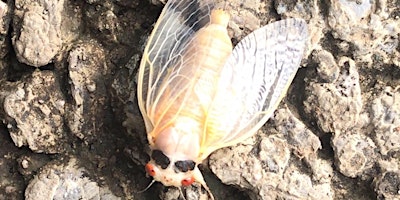 Imagen principal de Jr. Naturalist: Cicada Celebrations