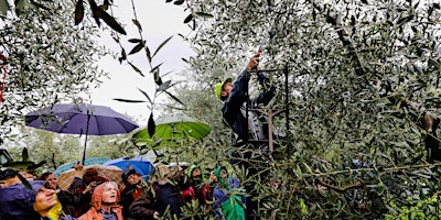 Hauptbild für Lezione di Potatura dell'Olivo