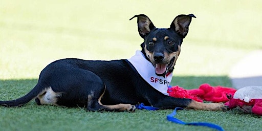 Explore the San Francisco SPCA primary image