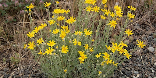 Spring Blooms & Stories Abound primary image