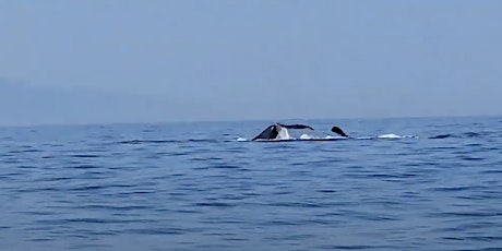 Whale Watching with A La Carte Service